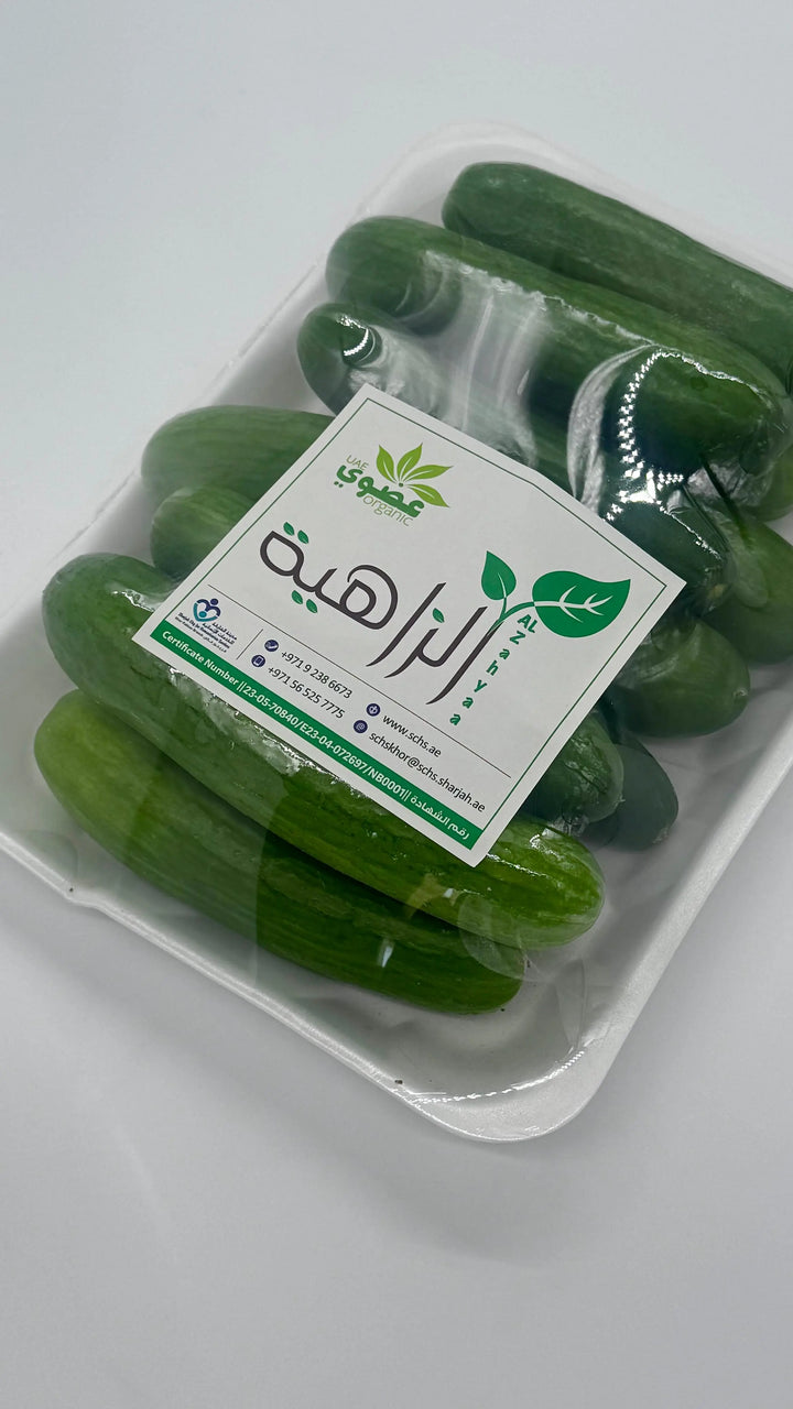 Cucumber zahia TAQUEEN